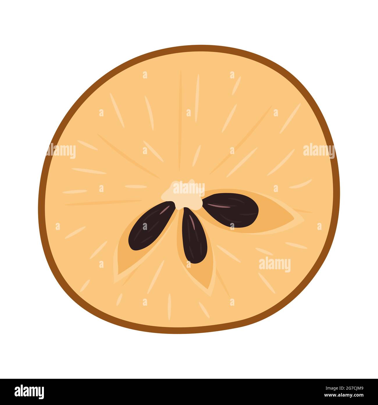 Fresh half cut sapodilla fruit isolated on white background. Summer fruits for healthy lifestyle. Organic fruit. Cartoon style. Vector illustration fo Stock Vector