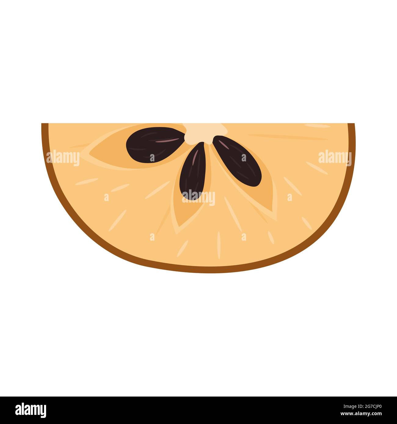 Fresh cut slice sapodilla fruit isolated on white background. Summer fruits for healthy lifestyle. Organic fruit. Cartoon style. Vector illustration f Stock Vector