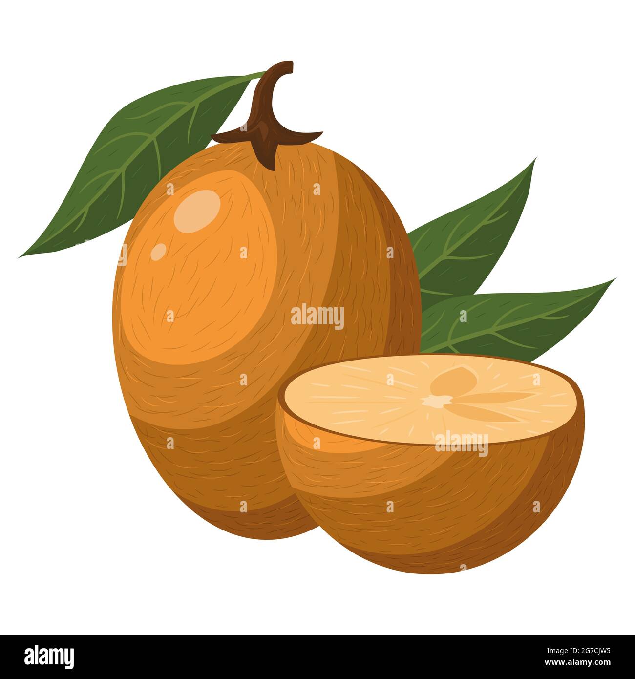 Fresh whole and half cut sapodilla fruit isolated on white background. Summer fruits for healthy lifestyle. Organic fruit. Cartoon style. Vector illus Stock Vector