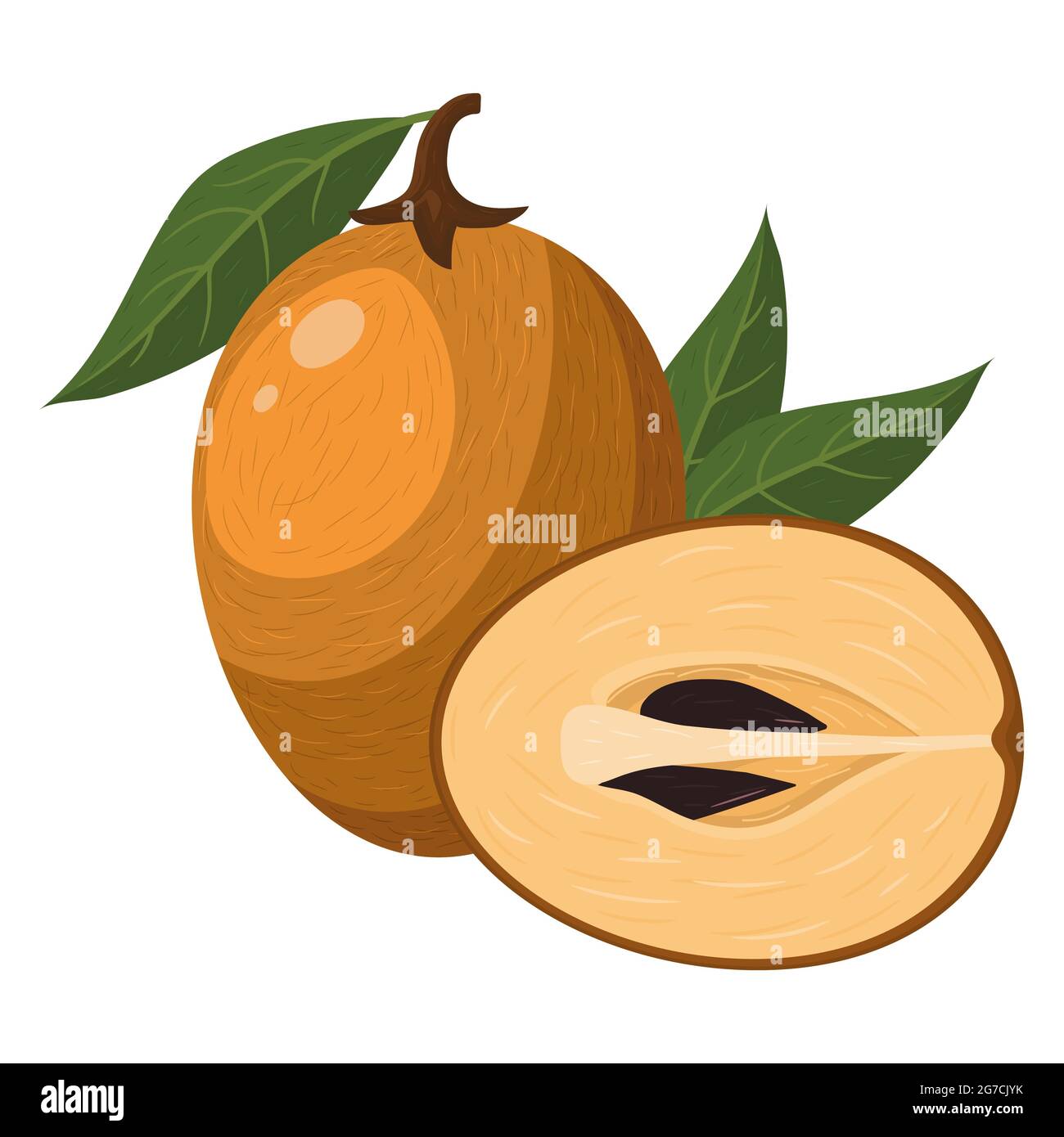 Fresh whole and half cut sapodilla fruit isolated on white background. Summer fruits for healthy lifestyle. Organic fruit. Cartoon style. Vector illus Stock Vector