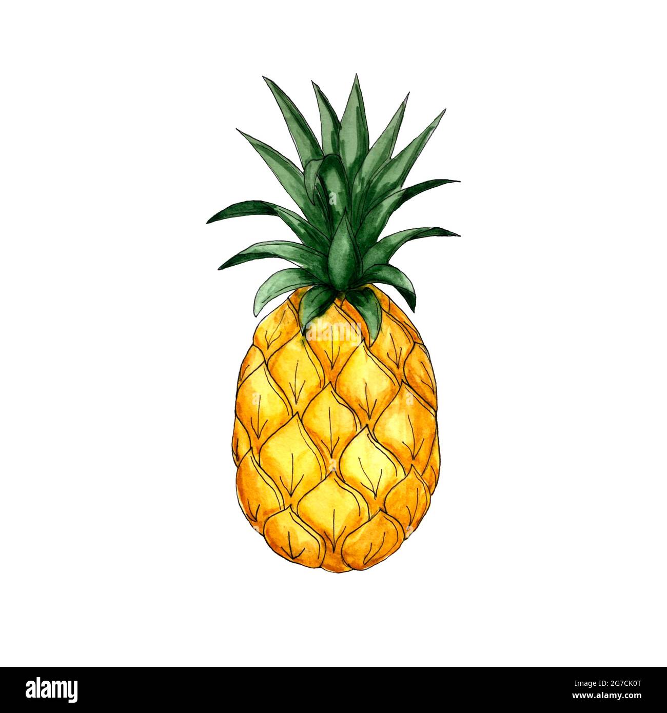 Pineapple watercolor sketch, ananas, black outline, orange green color