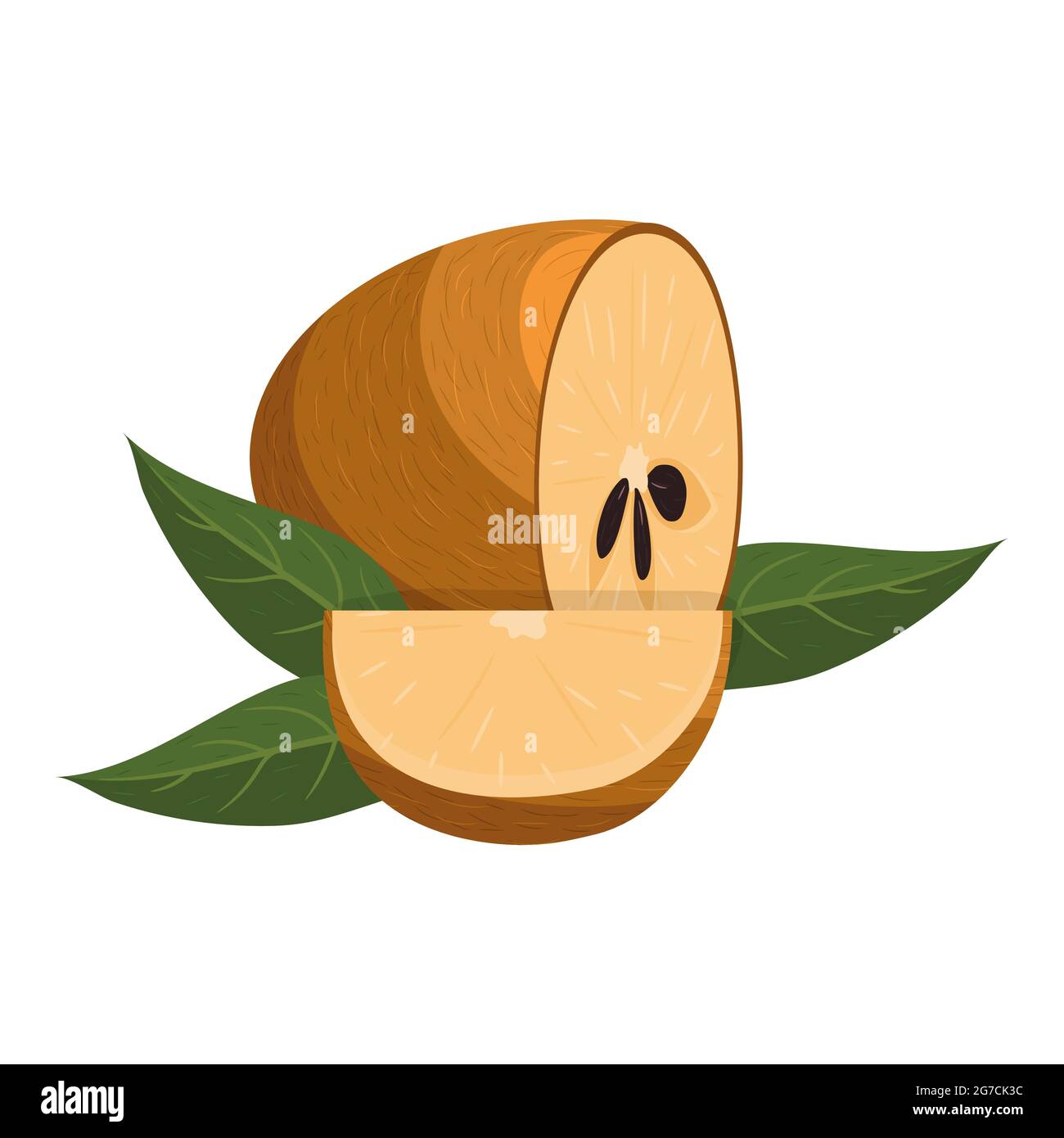 Fresh half and cut slice sapodilla fruit isolated on white background. Summer fruits for healthy lifestyle. Organic fruit. Cartoon style. Vector illus Stock Vector