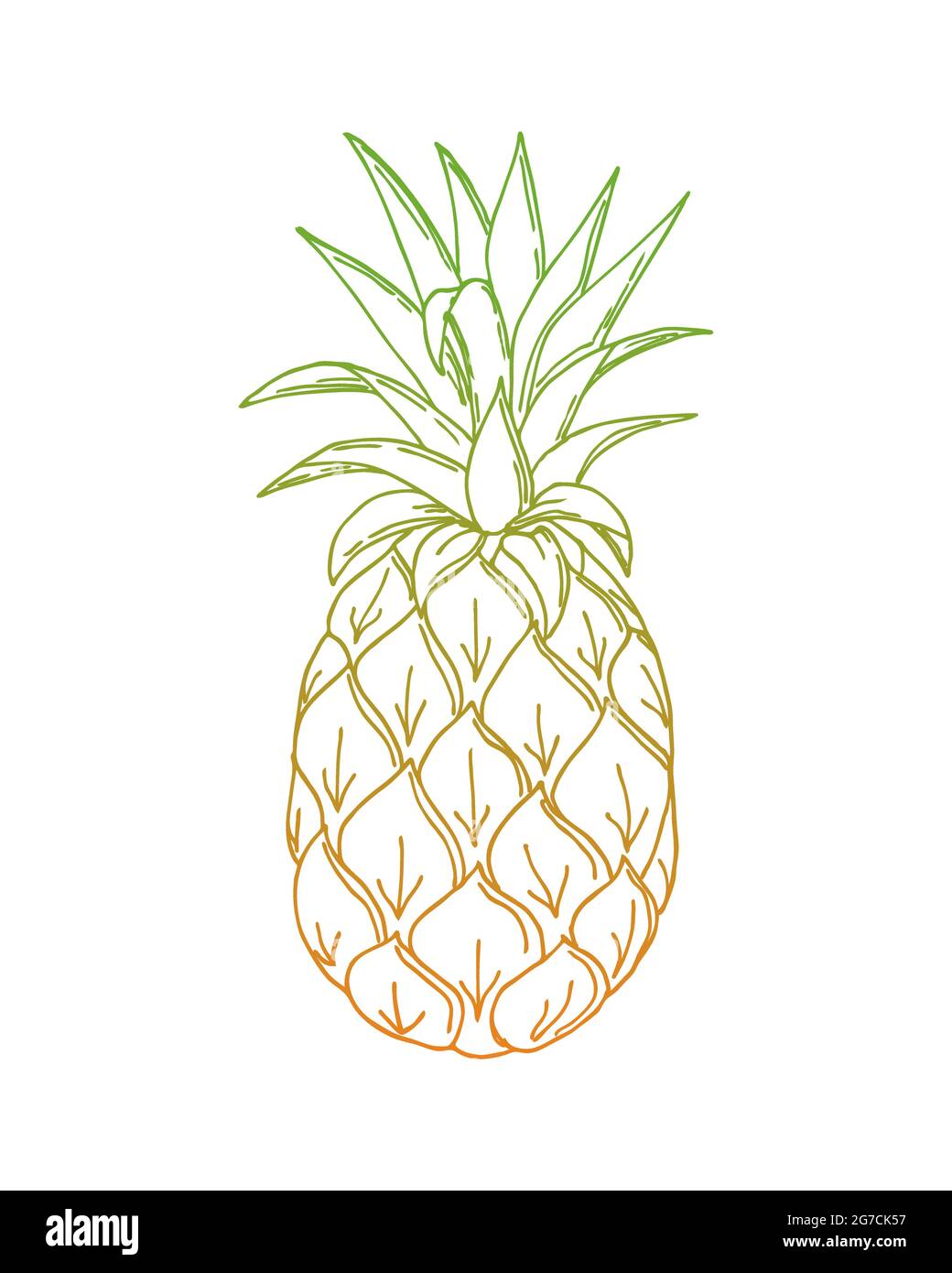 Pineapple doodling, ananas, color orang green gradient contour hand