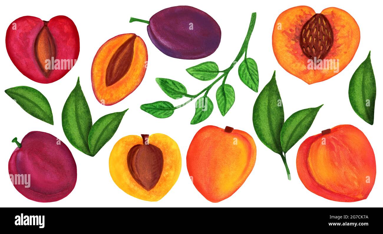 Huge watercolor pit fruit set isolated on white background Stock