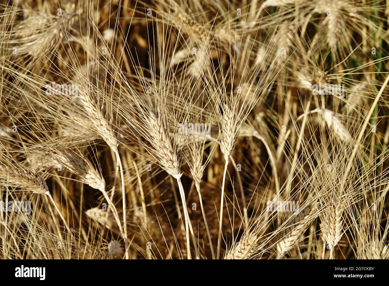 close up of a ripe ears of organic wheat in a field ready to be harvested Stock Photo