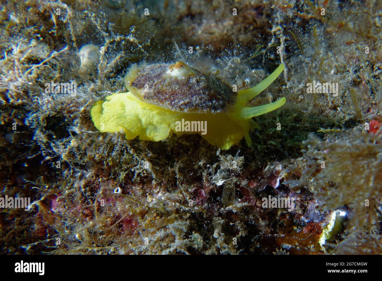 Yellow umbrella slug (Tylodina perversa) in Mediterranean Sea Stock Photo