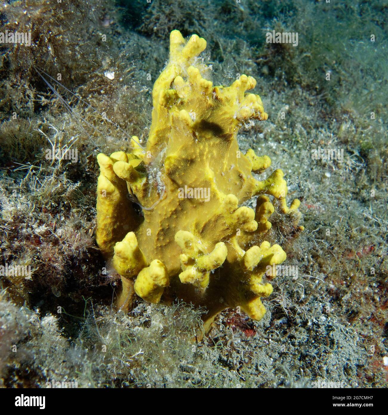 Golden sponge (Aplysina aerophoba Stock Photo Alamy
