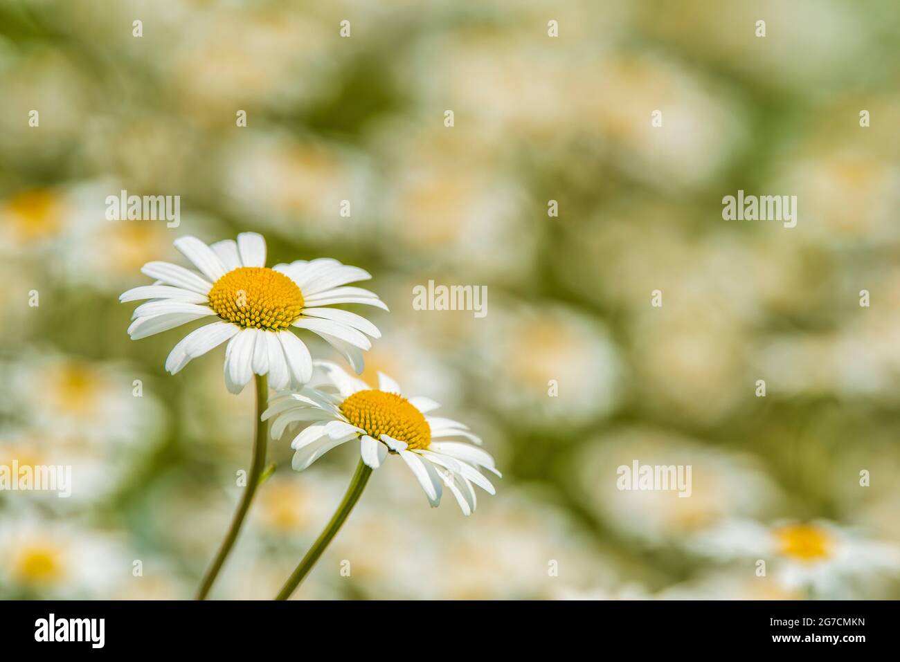 blooming marguerite in meadow at spring Stock Photo