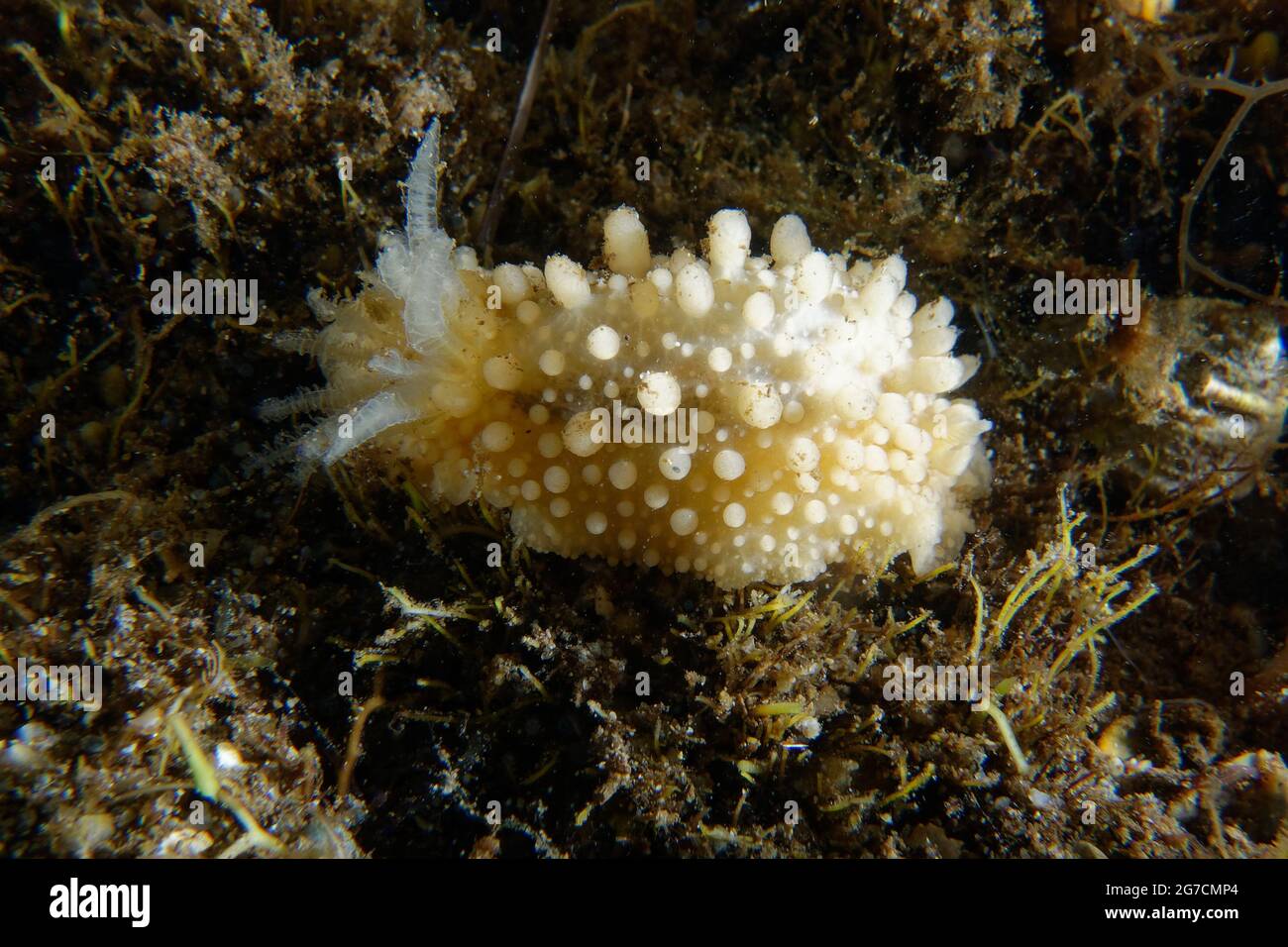 Doris verrucosa hi-res stock photography and images - Alamy
