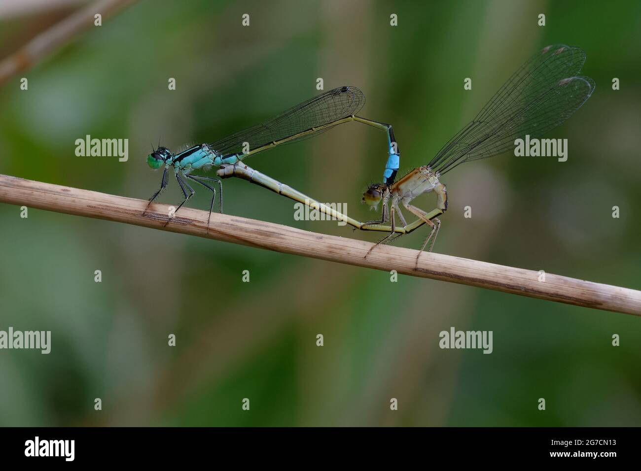 Mating of common ischnura hi-res stock photography and images - Alamy
