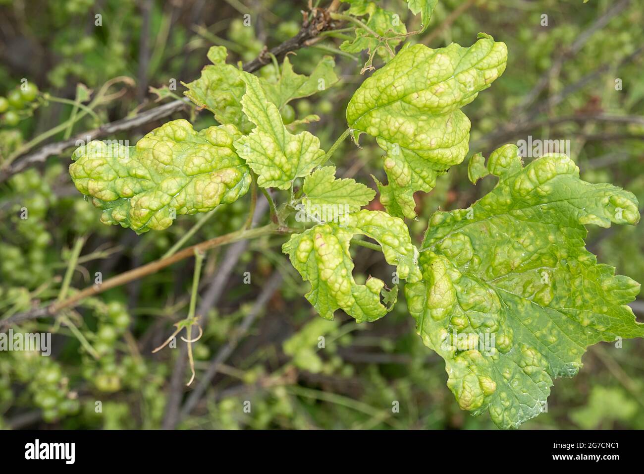 Diseases and pests of berry bushes . Gall Aphid on currants. Damaged