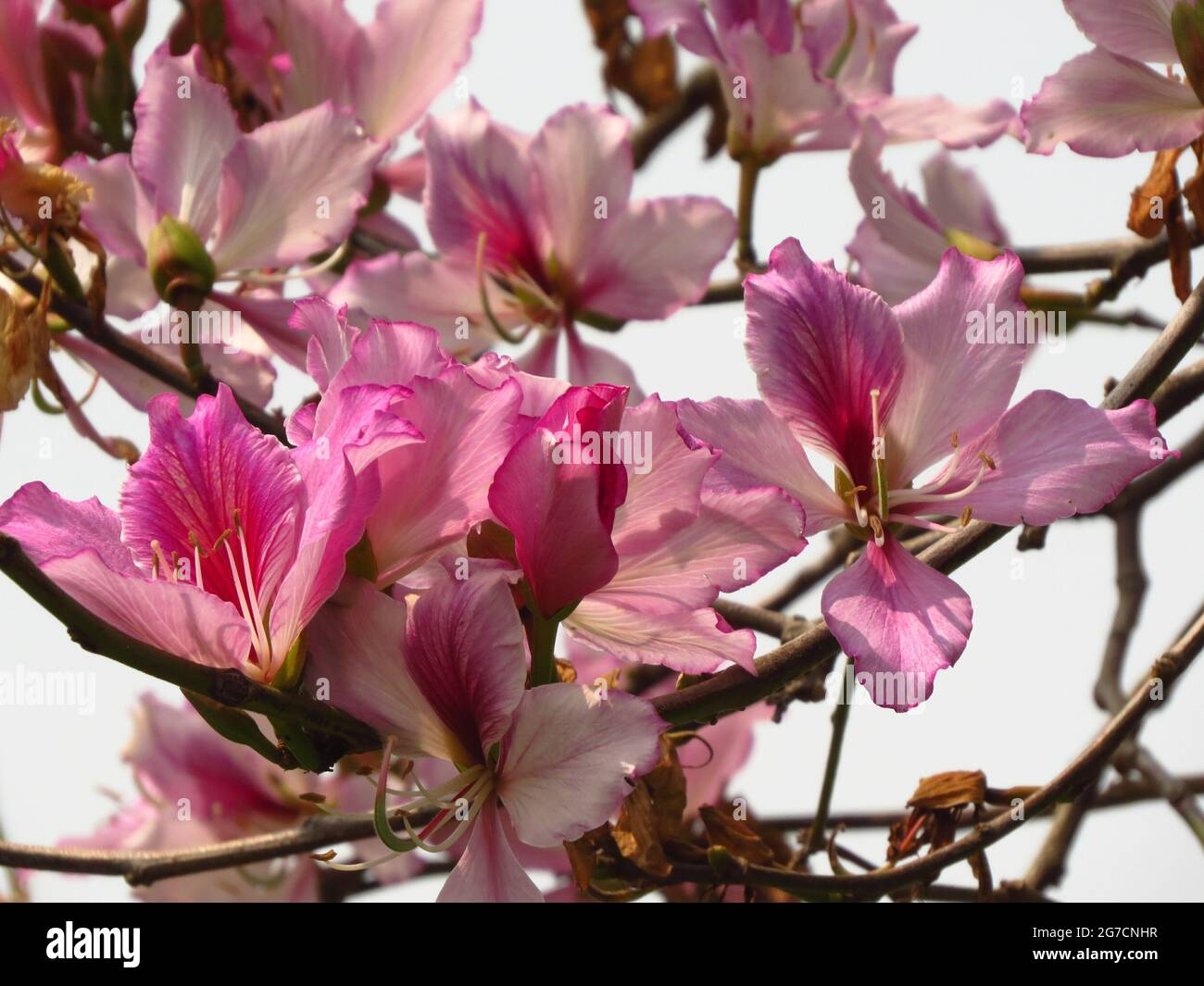 Beautiful Bauhinia pink flowers in the sunshine Stock Photo