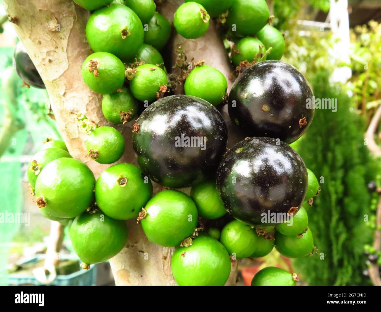 Closeup shot of a Brazilian grape tree fruits - Jabuticaba, Plinia cauliflora Stock Photo