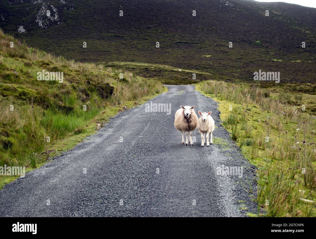 Two sheeps on the roud in Lergadaghtan mountains, Co, Donegal, Ireland, Stock Photo