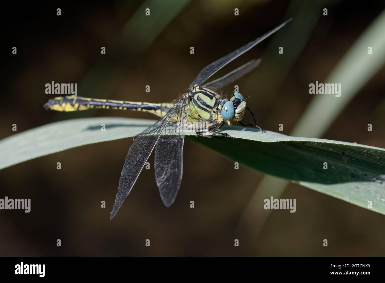Yellow clubtail (Gomphus simillimus) on a leaf Stock Photo
