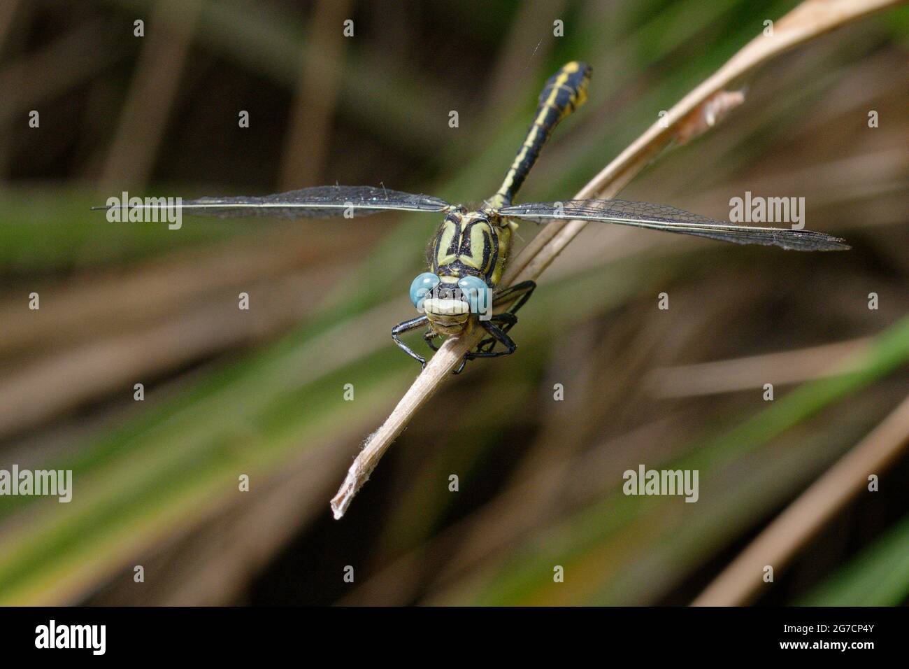 Yellow clubtail (Gomphus simillimus) on a branch Stock Photo
