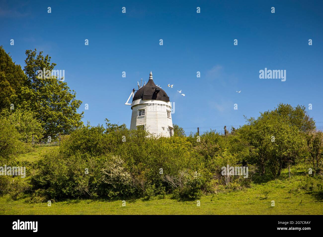 UK, England, Buckinghamshire, Hambleden Valley, Turville, Turville Hill, pigeons alighting on Cobstone Windmill, Chitty Chitty Bang Bang location Stock Photo