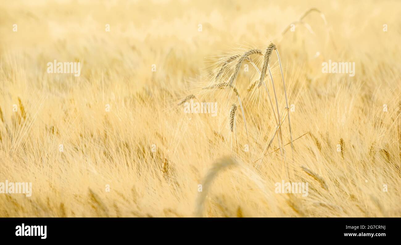 Crops (wheat of barley) plantation with some spikes growing over the field Stock Photo