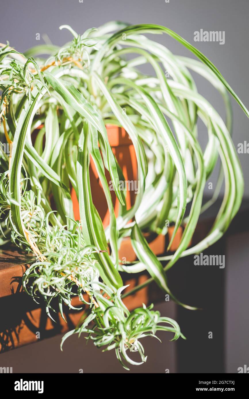 The Spider plant (Chlorophytum) on the table. Stock Photo