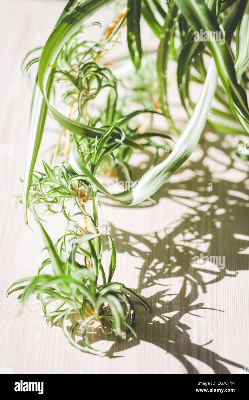Close up view on Spider plant (Chlorophytum). Stock Photo