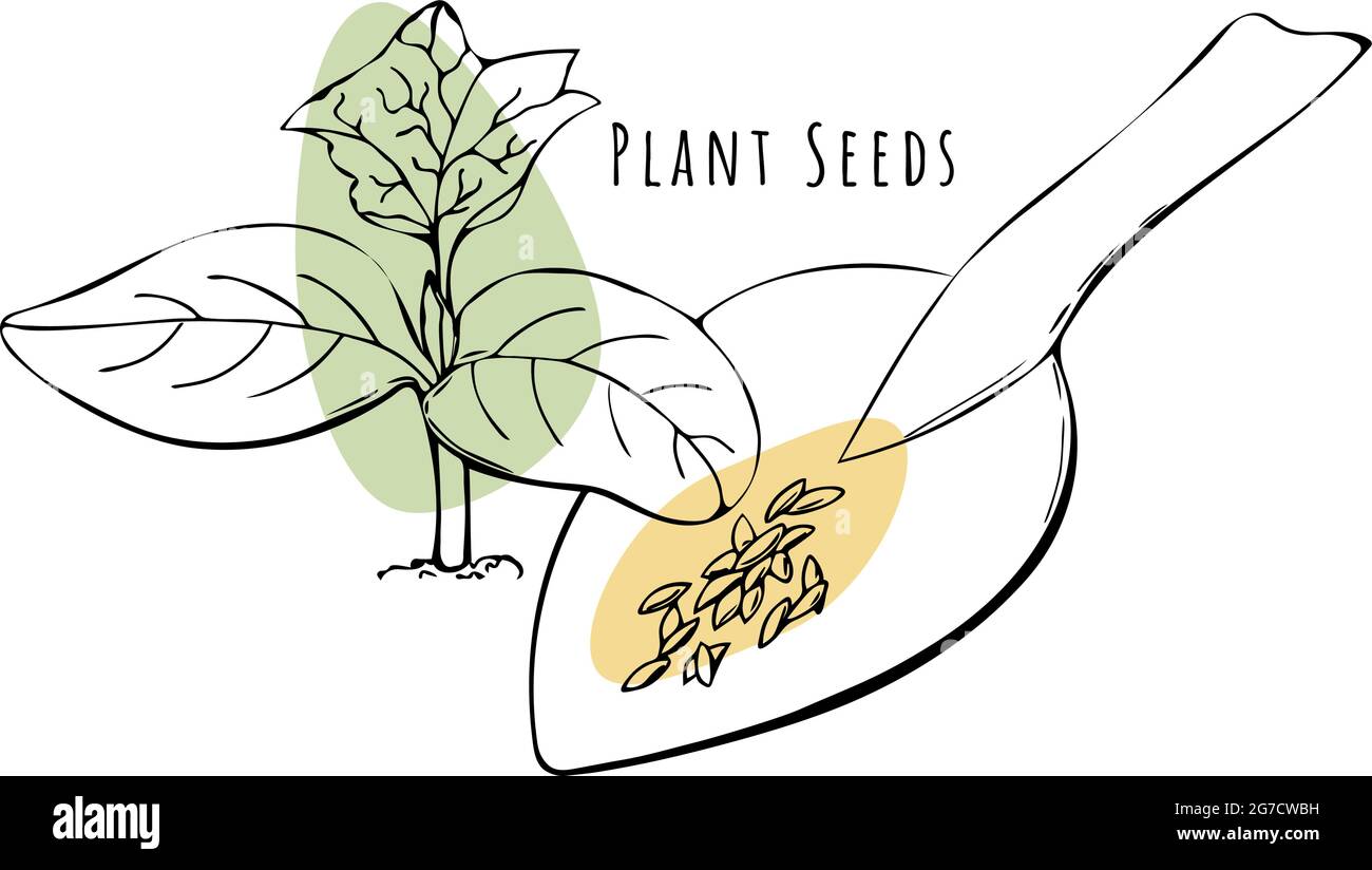 Sow cucumber seed Stock Vector Images Alamy