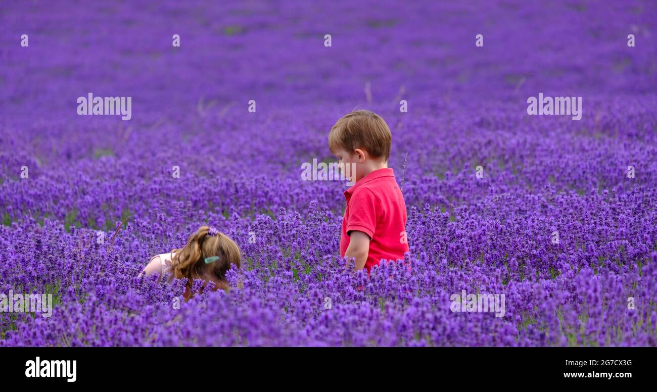 Young boy and girl bending down enjoy a field of waist high full bloom lavender. Stock Photo