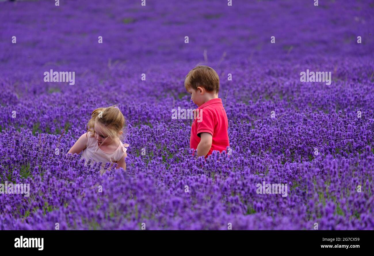 Staycation idea. Young boy and girl enjoy a field of waist high full bloom lavender. Stock Photo