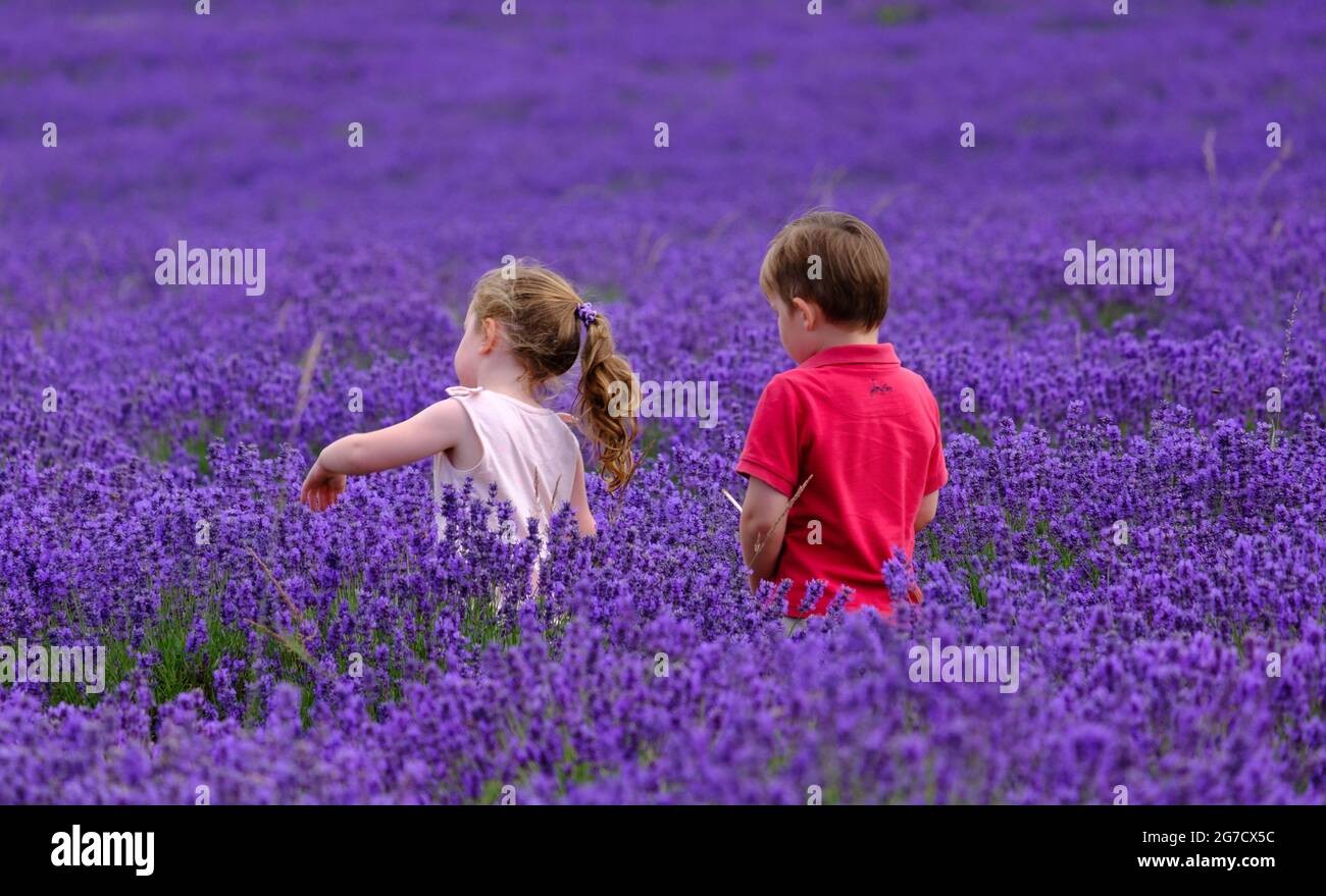 Staycation idea. Young boy and girl enjoy a field of waist high full bloom lavender. Stock Photo