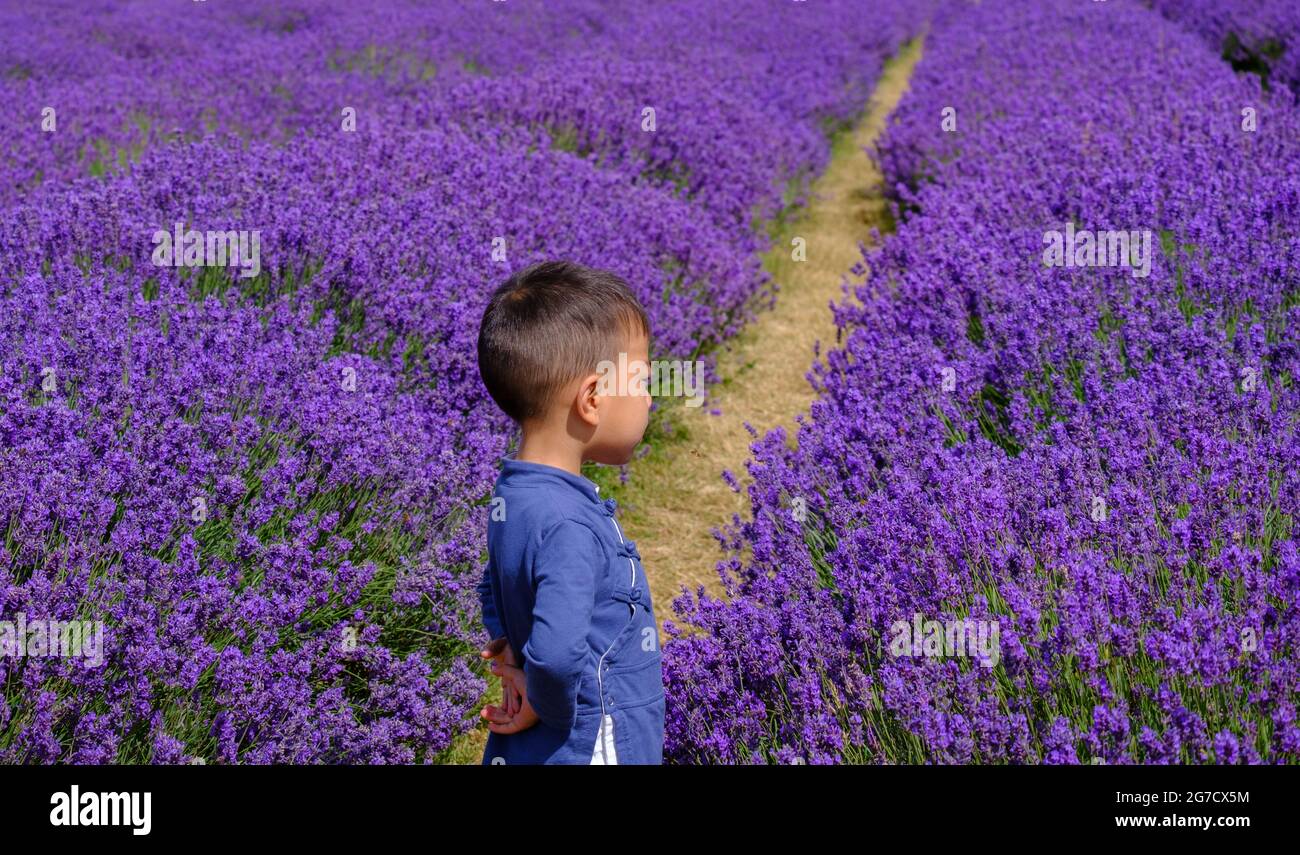 Staycation Fun. Young Asian boy stands in full bloom lavender field, looking at the flowers with his hands behind his back. Stock Photo