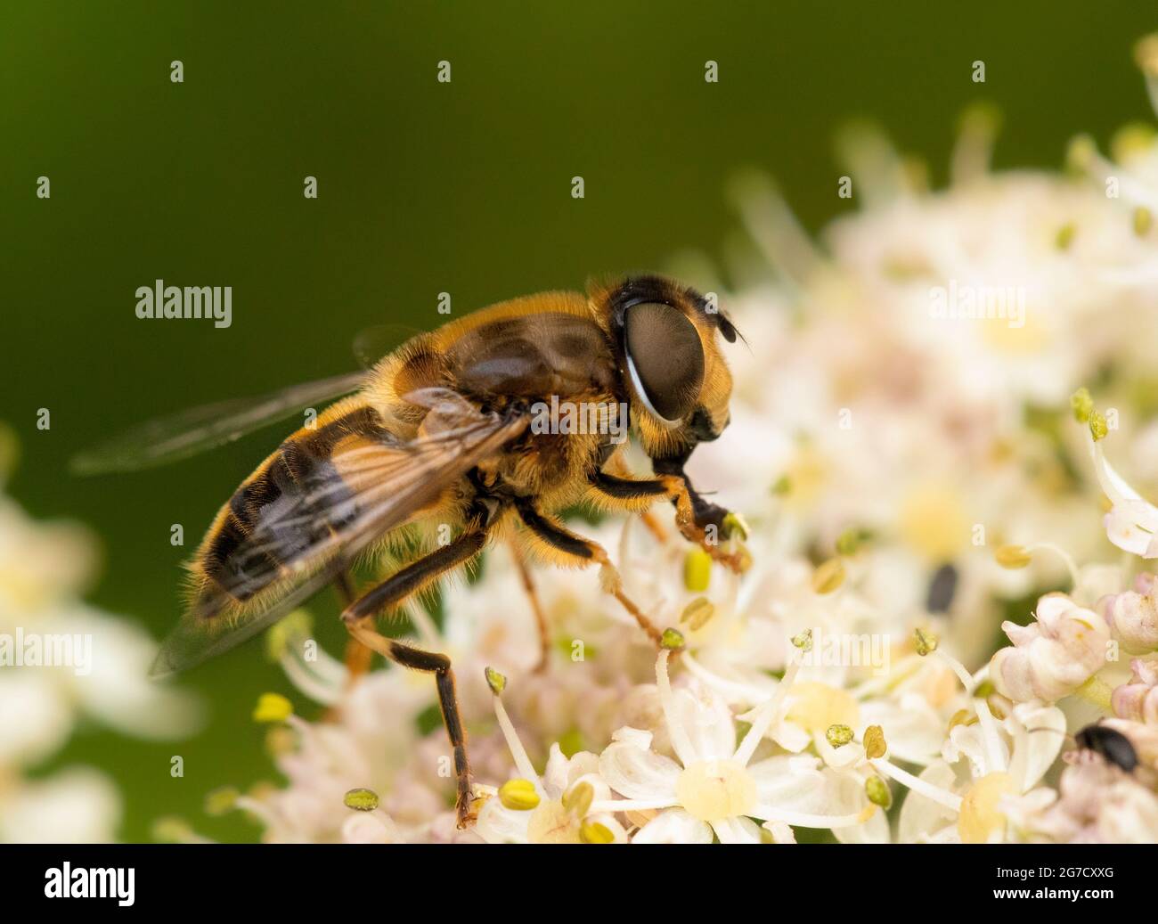 Eristalis tenax, common drone fly, hoverfly, on cow parsley in a British Meadow Stock Photo