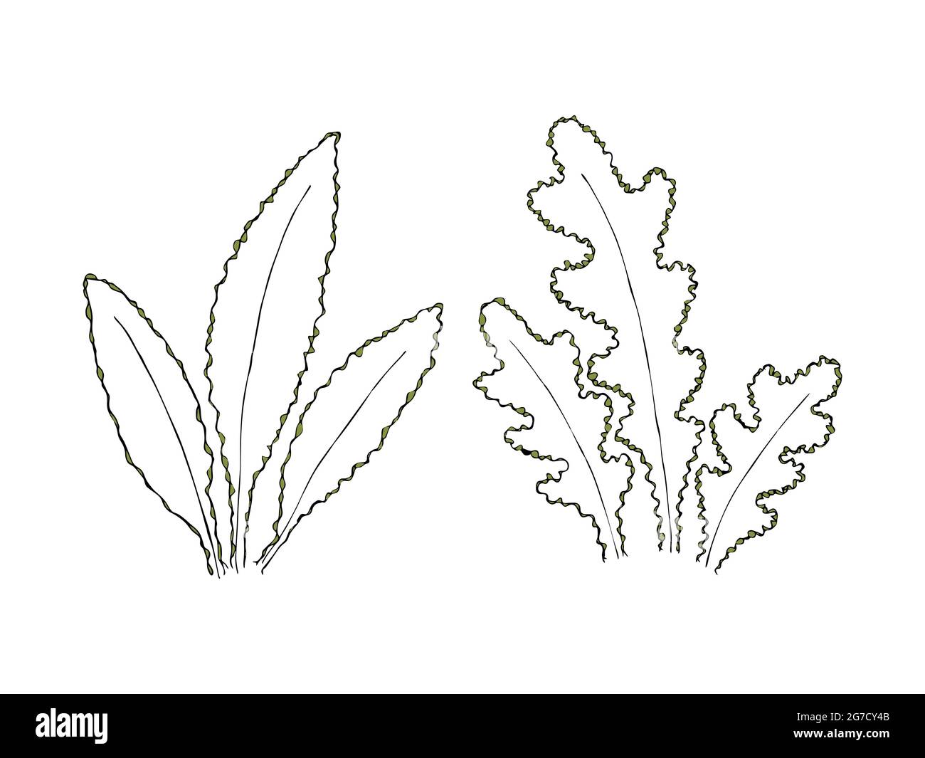 Set of leaves of branches of bushes in doodling style, hand drawing, elements for design, decor, background, backdrop, banner. Vector illustration Stock Vector