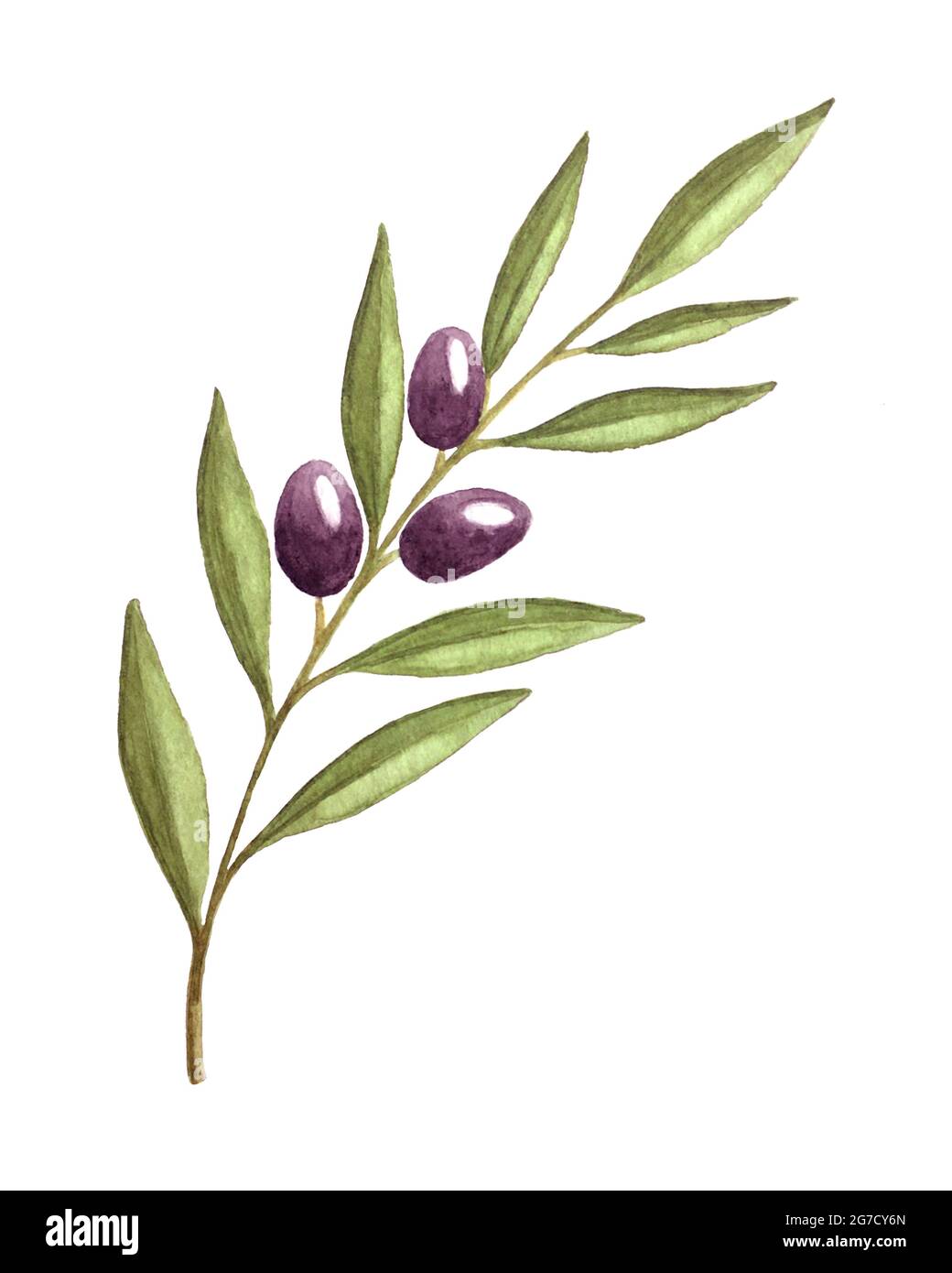 Illustration watercolor branch of olives with fruits and leaves, hand ...