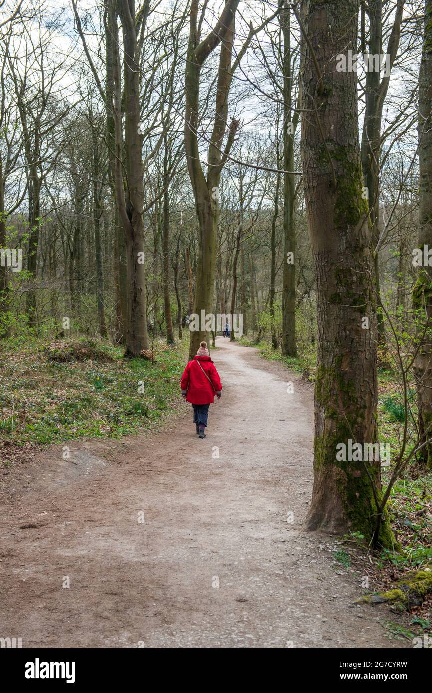 A single female walker hiking on a track through woodland near Swinsty Reservoir in the Washburn Valley, North Yorkshire Stock Photo