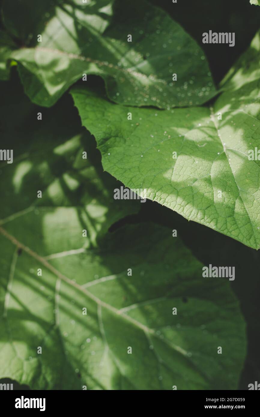 Lush green Burdock (Arctium) leaves illuminated by sun rays, light shadow play on a sunny summer day Stock Photo