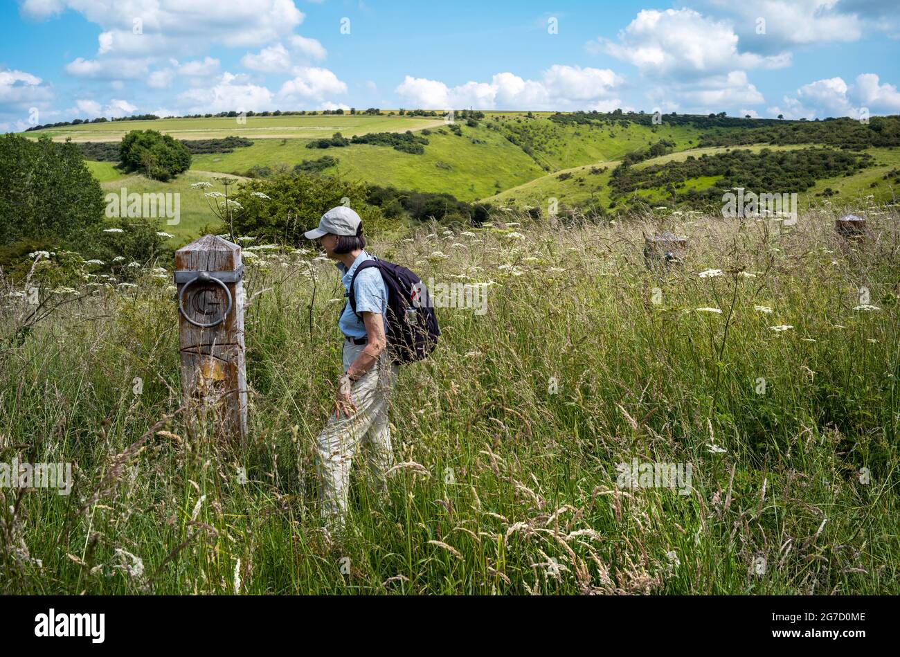 GAIT Way posts enveloped by wild grasses, Millington, Yorkshire Wolds, UK Stock Photo