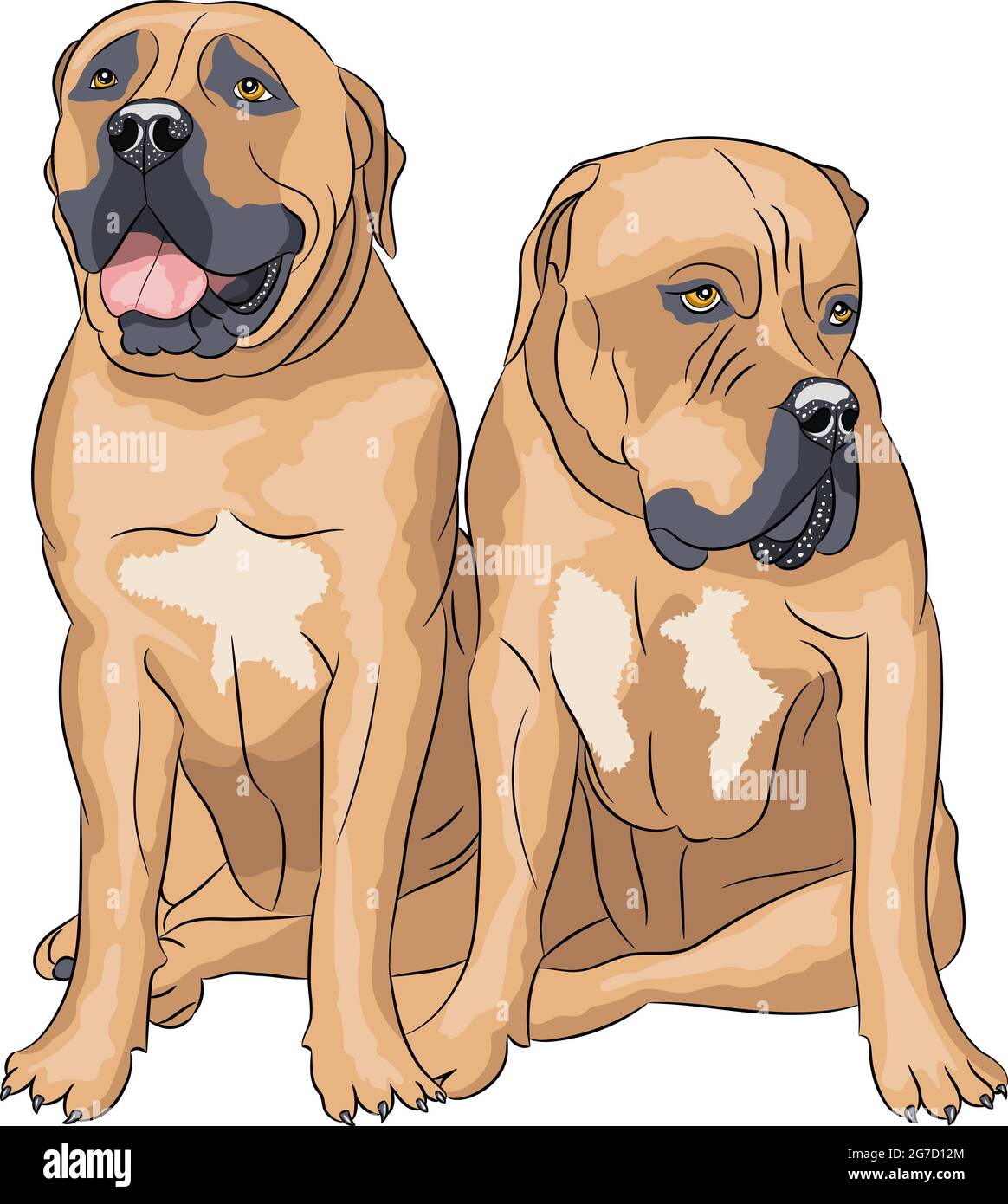 Two South African Boerboel breed dogs isolated on white background. Stock Vector