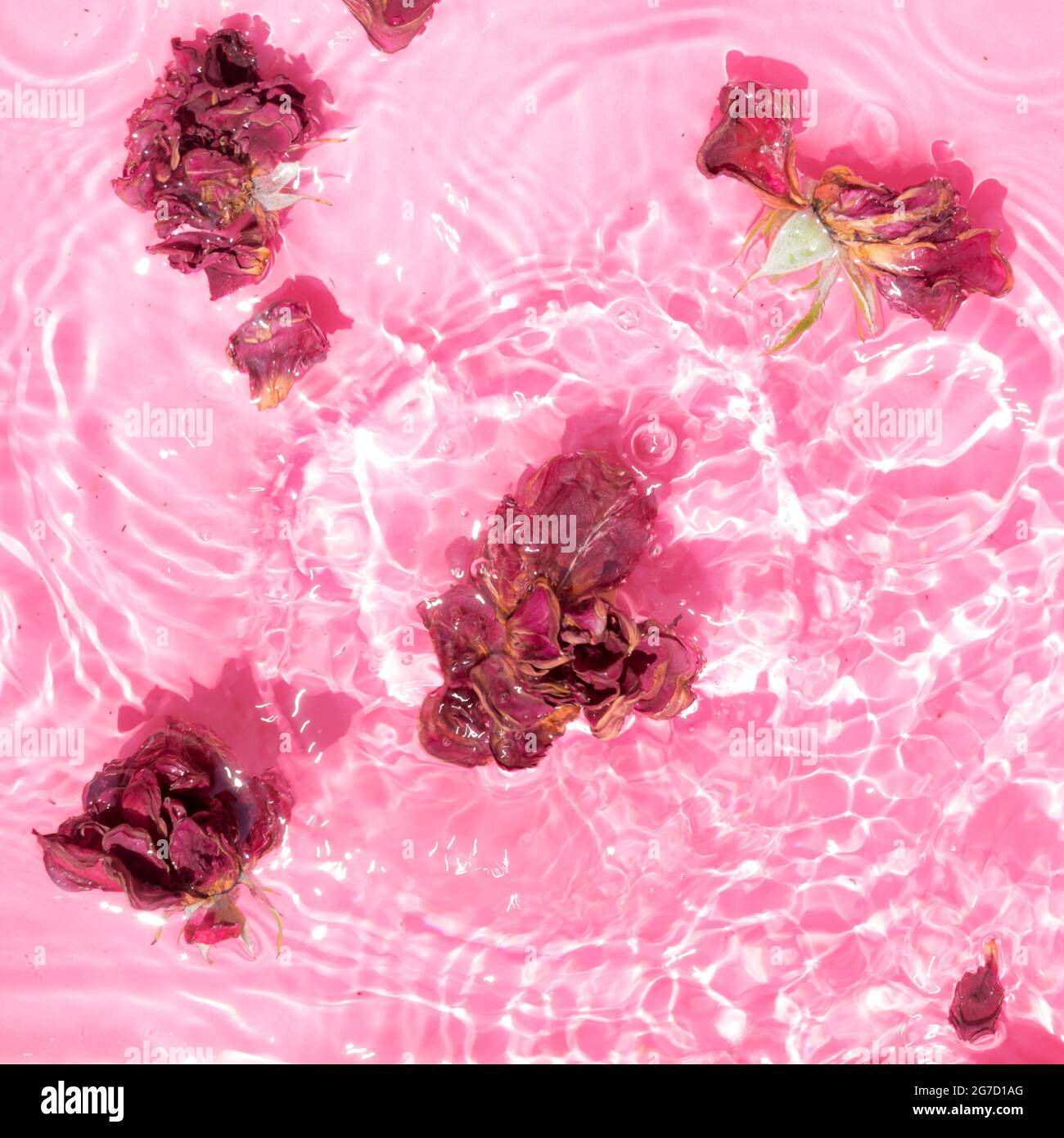 Beautiful rosebuds splash in water on pastel pink background. Under bright summer sun. Minimal summer concept. Valentines, Mother's day women's day. Stock Photo