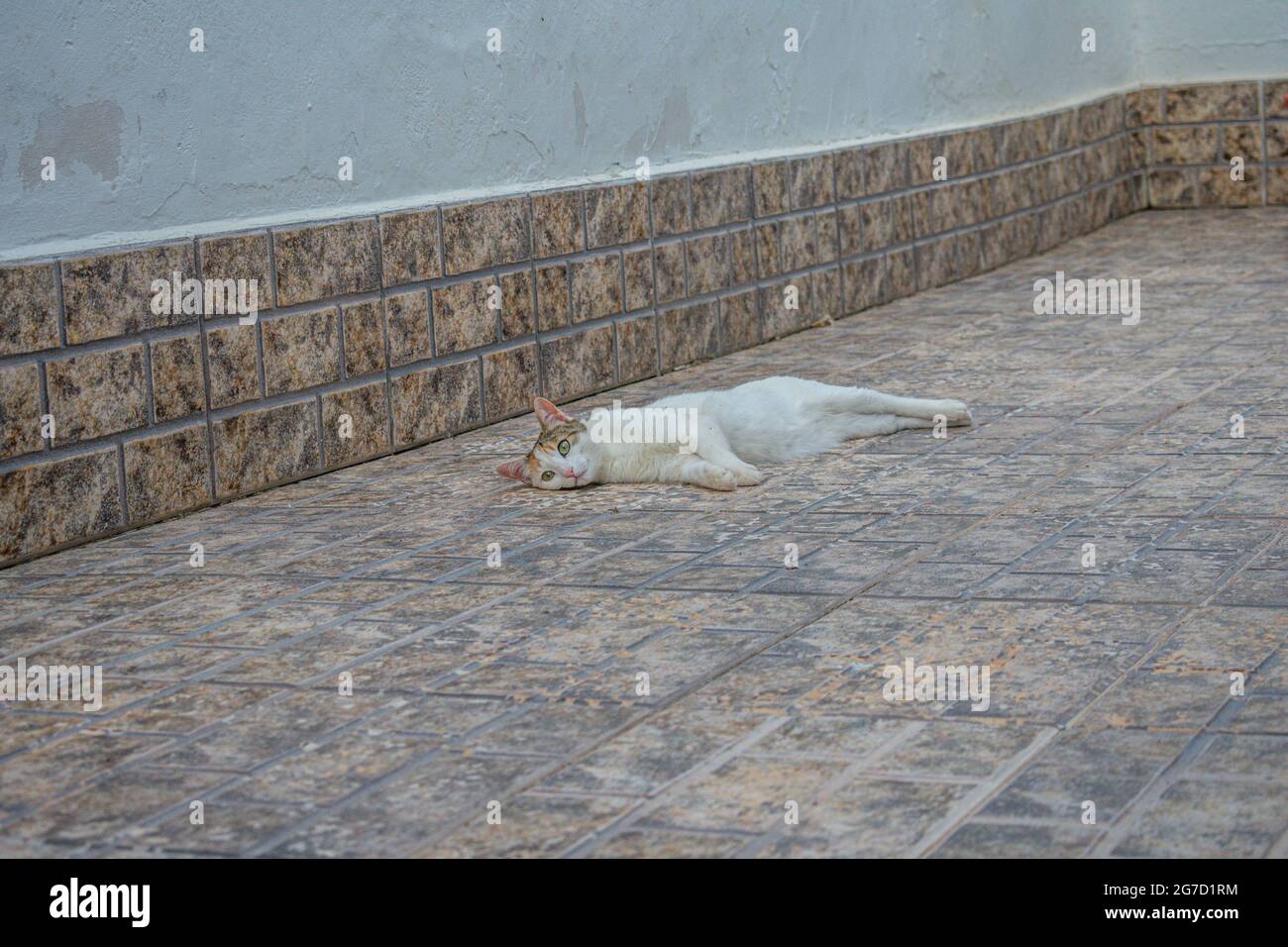 Adorable white cat lying on the ground in the daylight Stock Photo - Alamy