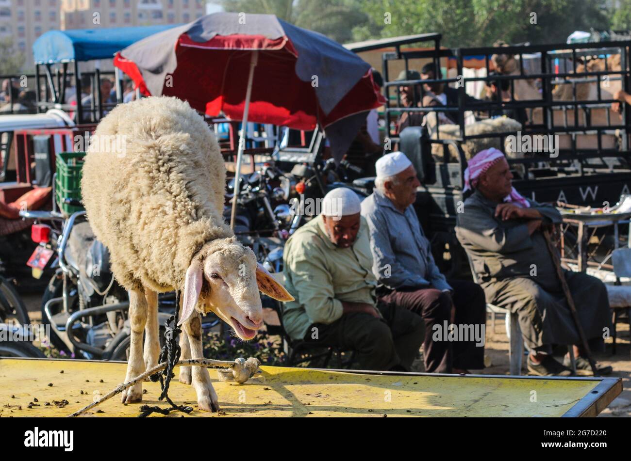 Palestinians gather in a livestock market in preparation for the upcoming Muslim Eid al-Adha holiday in Dair Al-Balah city south Gaza Strip. (Photo by Ahmed Zakot / SOPA Images/Sipa USA) Stock Photo