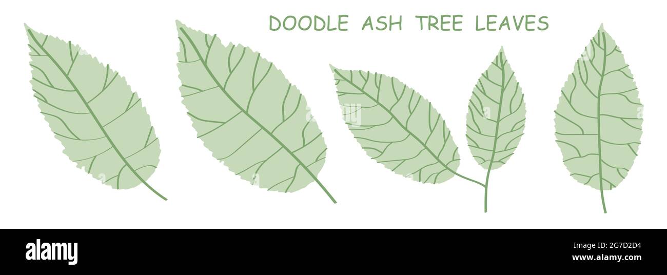 doodle ash tree leaves isolated on white background. Autumn fallen leaves of ash tree. Vector Stock Vector