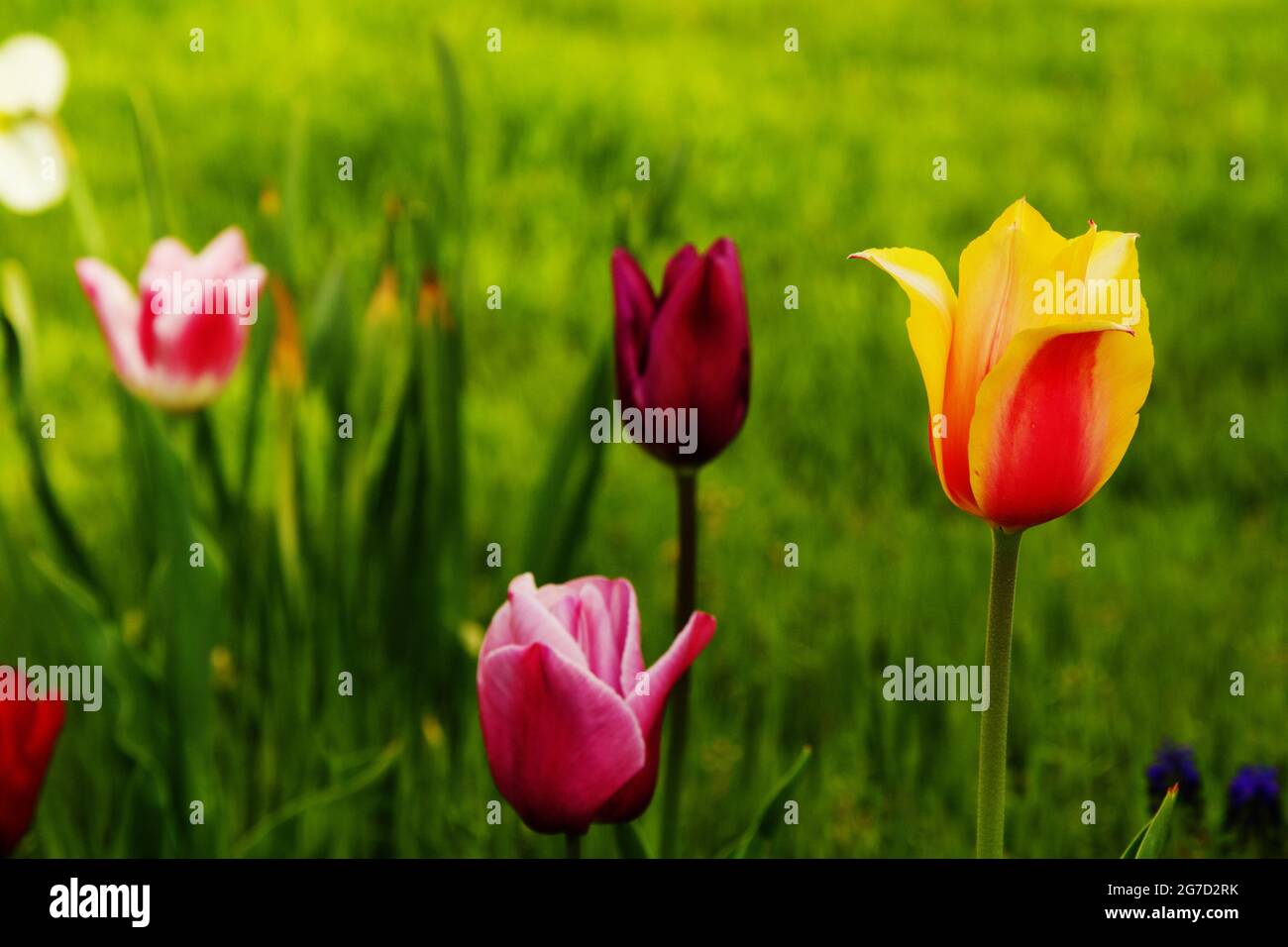 Beautiful Tulips on blurred green field Stock Photo