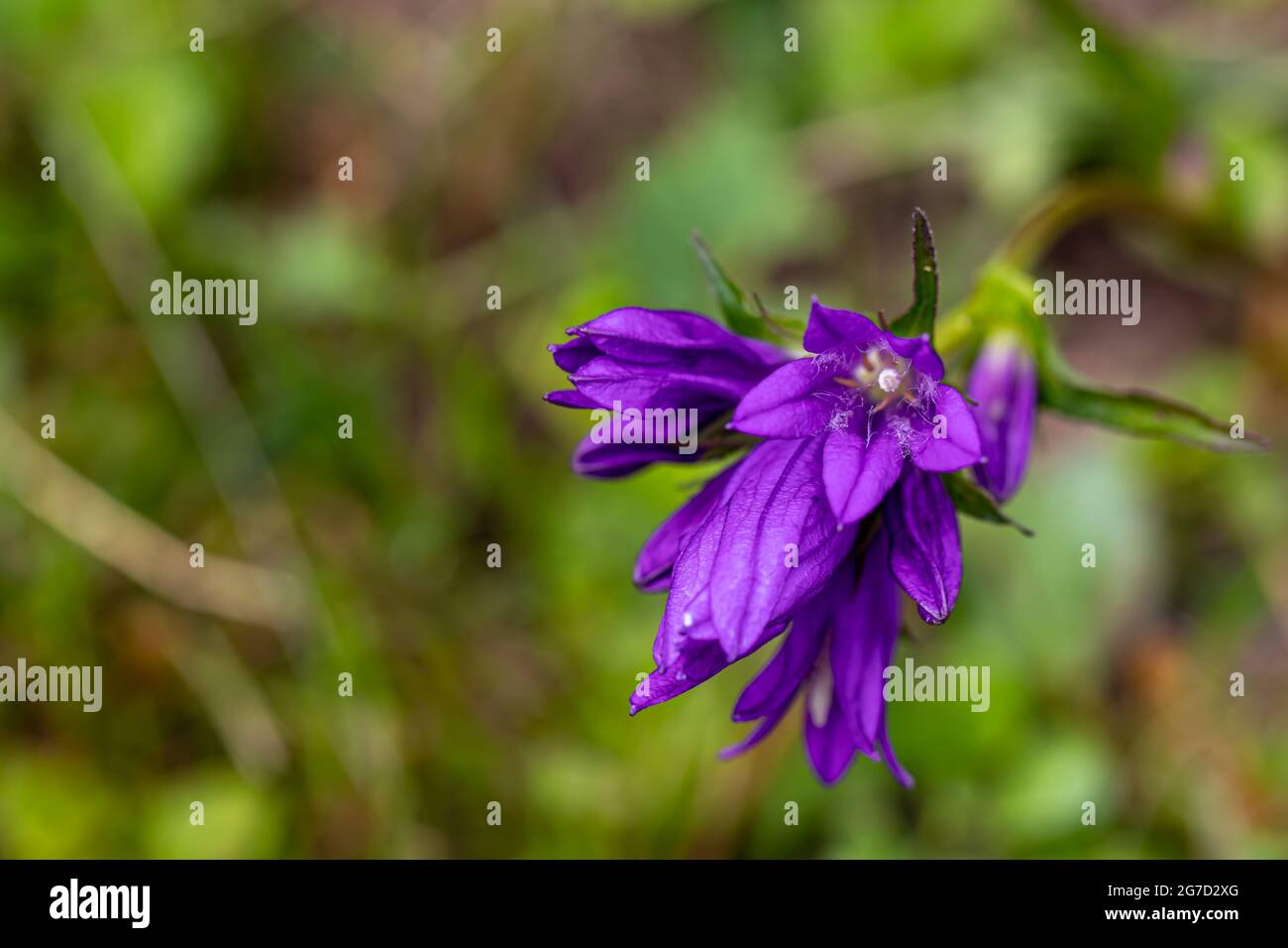 Campanula glomerata flower growing in the field, macro Stock Photo
