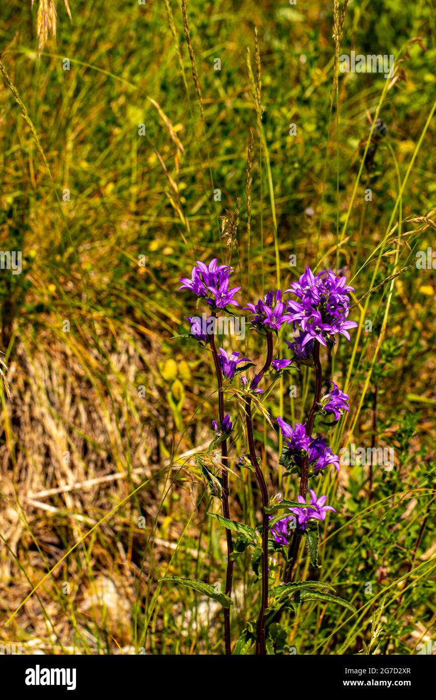 Campanula glomerata flower in the field Stock Photo