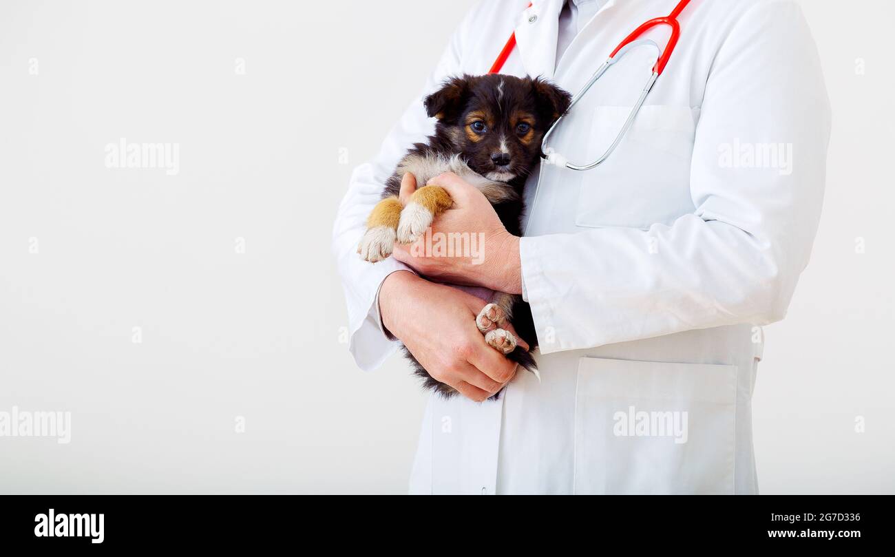 Dog vet check up. Puppy in doctor hands veterinary clinic. Vet doctor holding black puppy to check health, mammal animal pets. Vet doctor with Stock Photo