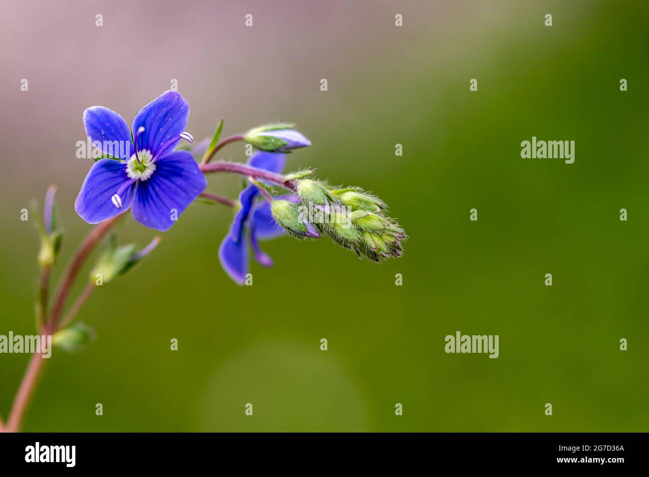 Veronica agrestis flowers in the garden, close up Stock Photo