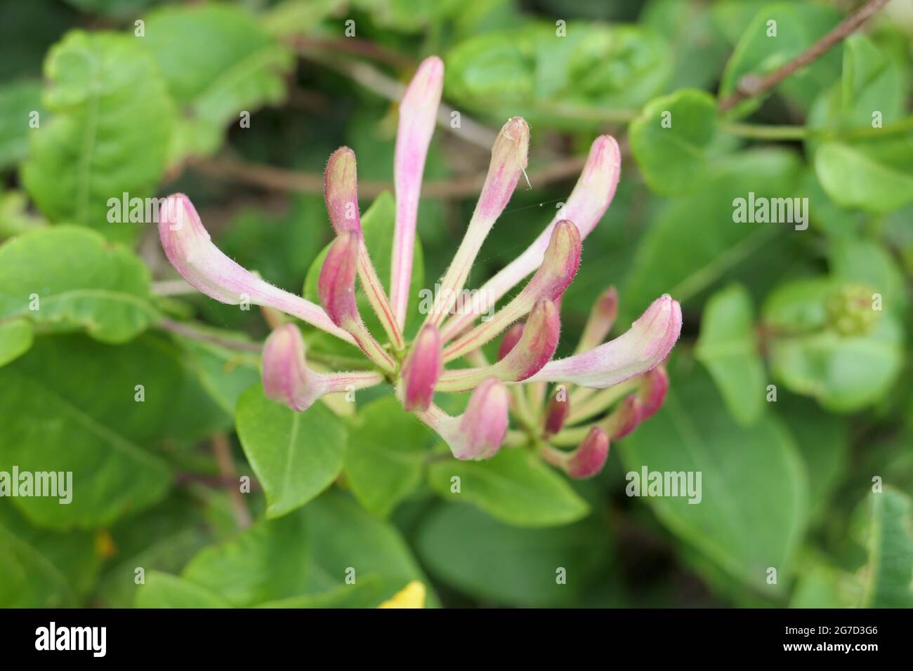Close-up of Honeysuckle flowers or Woodbine (Lonicera periclymenum) before they open Stock Photo