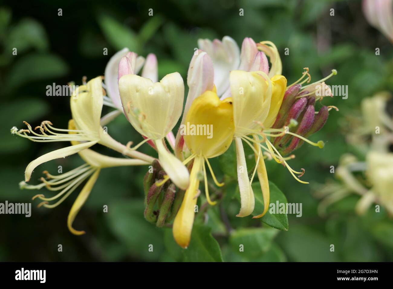 Close-up of Honeysuckle flowers or Woodbine (Lonicera periclymenum) Stock Photo