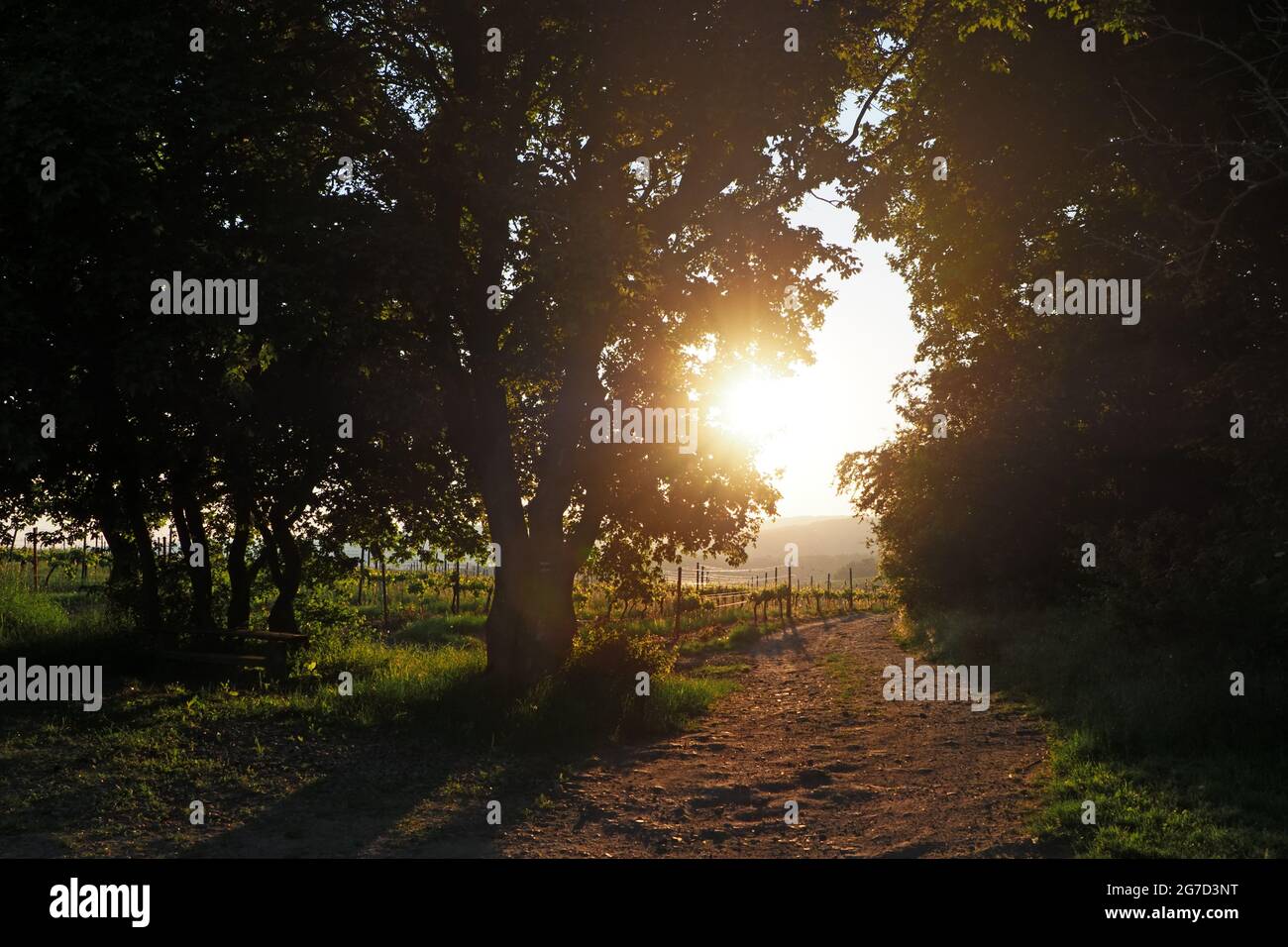 Summer  vineyard behind trees in south Moravia, Czech Republic Stock Photo
