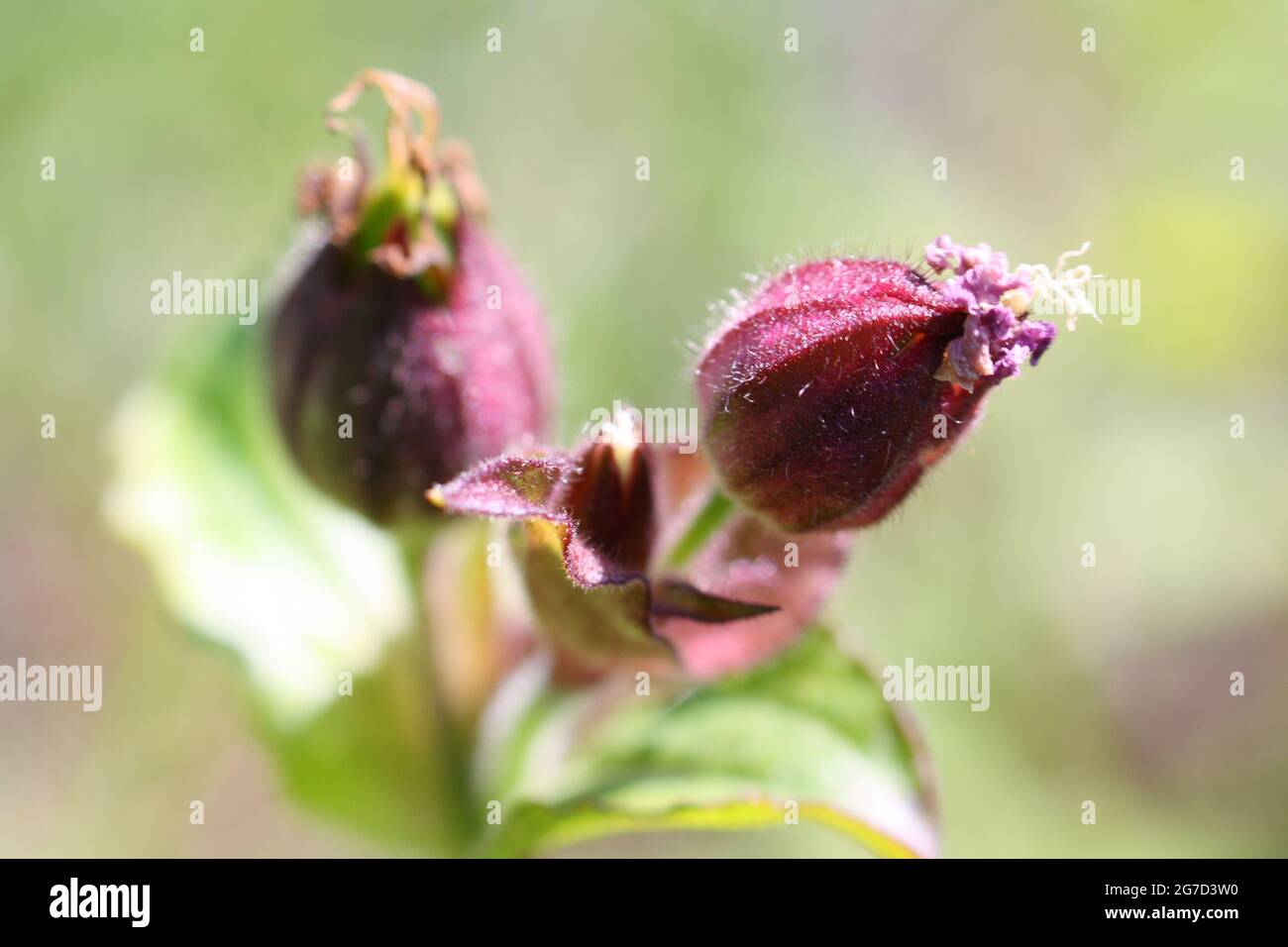 Macro close-up of Red Campion (Silene dioica) flower buds in the sunshine. Selective focus on right-hand bud. Short depth of field. Stock Photo