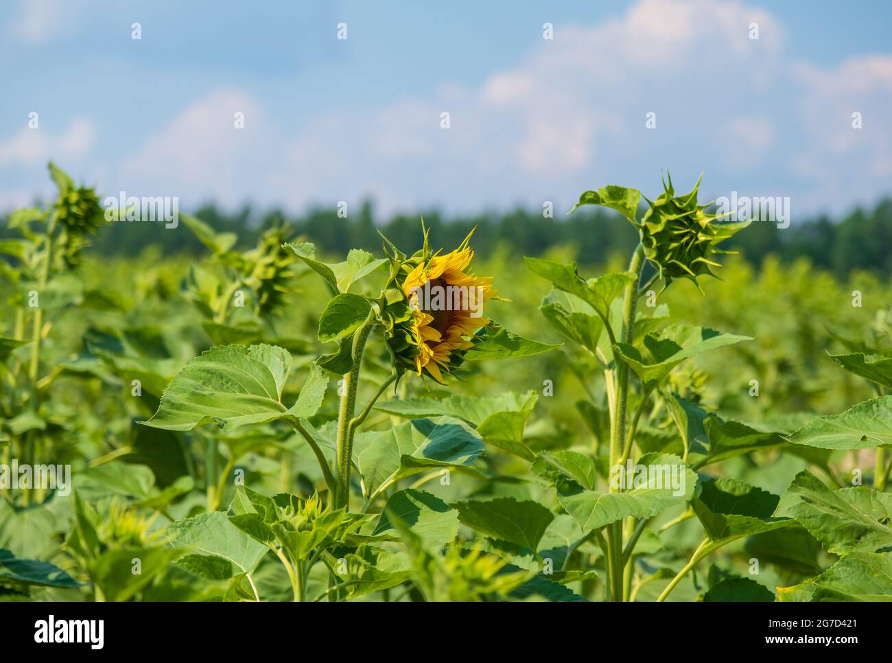 Sunflower on the background of the field Stock Photo - Alamy